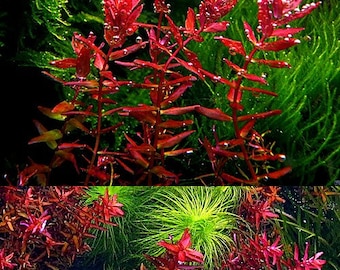 1 stem Rotala butterfly mini live aquarium plants rare live aquatic plants free S/H