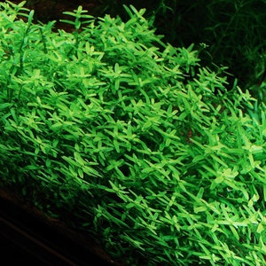 3 stems rotala sp green live aquarium plants free s/h aquatic plants image 5