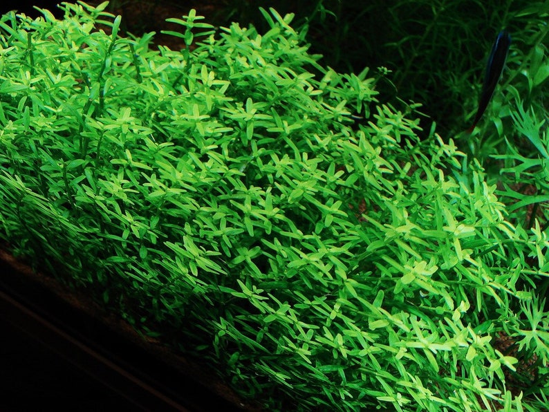 3 stems rotala sp green live aquarium plants free s/h aquatic plants image 5