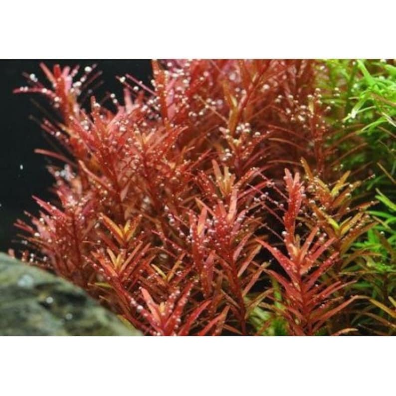 6 species rotala mix 50 stems live aquarium plants free s/h live aquatic plants COLORFUL image 6