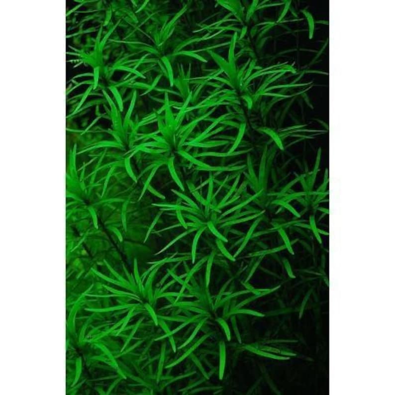 3 stems Eichhornia diversifolia Live aquarium plants Free s/h Live aquatic plants image 3