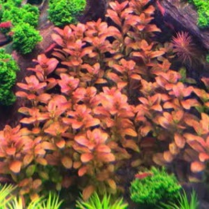 3 stems cuphea anagalloidea live aquarium plants free s/h live aquatic plants rare image 2