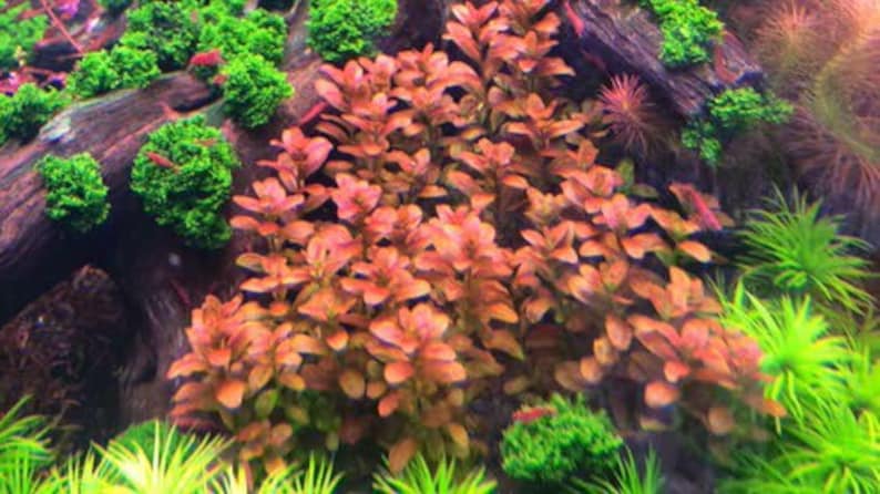 3 stems cuphea anagalloidea live aquarium plants free s/h live aquatic plants rare image 2