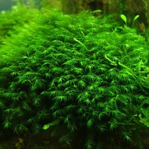 1X1 INCH Portion of Fissidens fontanus Moss Live Aquarium Plants free S/H LIve AQuatic PLants RAre Phoenix moss image 4