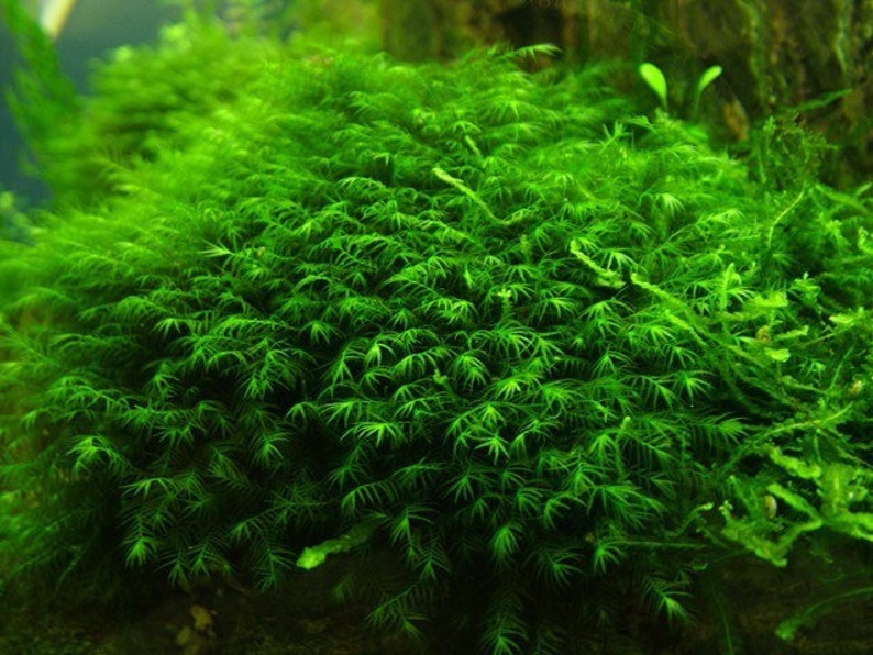 1X1 INCH Portion of Fissidens fontanus Moss Live Aquarium Plants free S/H LIve AQuatic PLants RAre Phoenix moss image 4