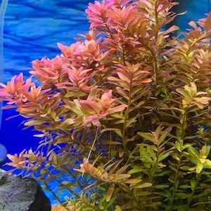 3 stems rotala rotundifolia live aquarium plants free s/h