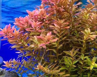 5 stems rotala rotundifolia live aquarium plants free s/h