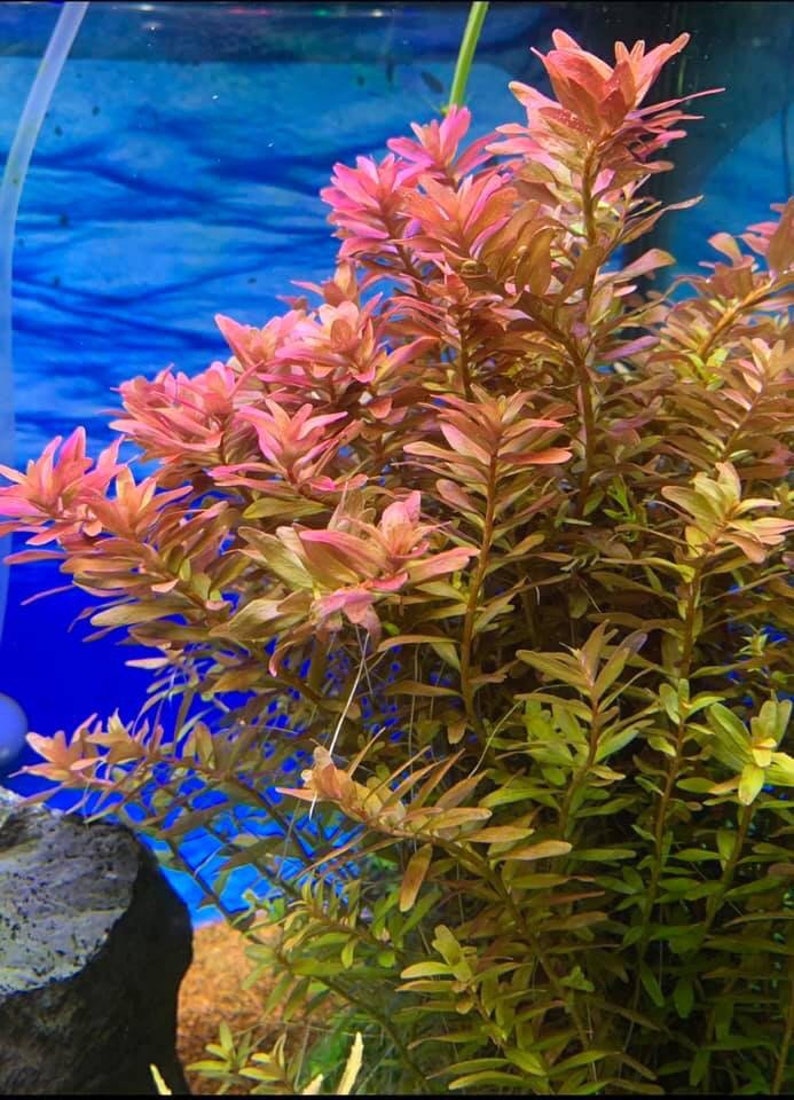 5 stems rotala rotundifolia live aquarium plants free s/h image 1