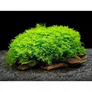 1x1 inch portion of coral moss aka mini pallia! Live aquatic plants! Free s/h great for shrimps! Live aquarium plants!