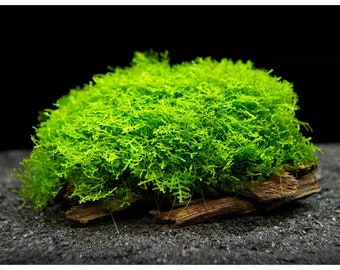 1x1 inch portion of coral moss aka mini pallia! Live aquatic plants! Free s/h great for shrimps! Live aquarium plants!