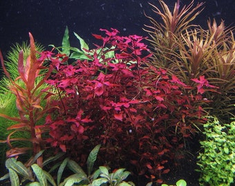 3 stems ludwigia sp red live aquarium plants free s/h live aquatic plants