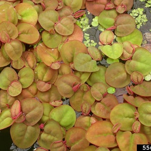 May include: Close-up of a group of round, green and red leaves floating in water. The leaves have a reddish-brown hue and are arranged in a dense cluster.