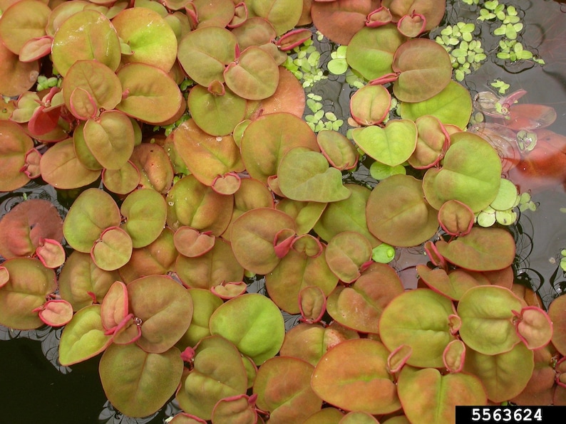 May include: Close-up of a group of round, green and red leaves floating in water. The leaves have a reddish-brown hue and are arranged in a dense cluster.