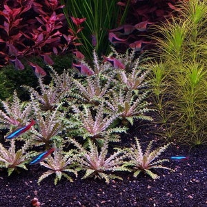 3 red downoi plants aka “little star” live aquarium plants! Free s/h! Live aquatic plants! Rare!