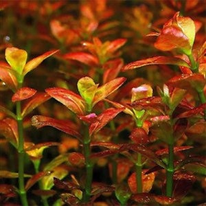 3 stems cuphea anagalloidea live aquarium plants free s/h live aquatic plants rare image 3