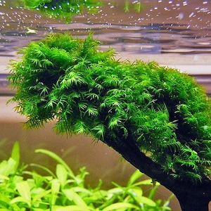 2x2 inch portion of fissiden fontanus aka Phoenix moss Live aquarium plants Free s/h live aquatic plants Rare image 5