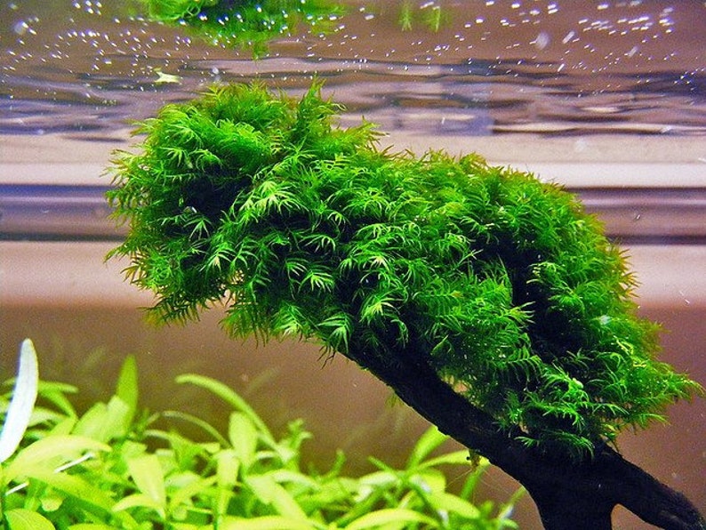 2x2 inch portion of fissiden fontanus aka Phoenix moss Live aquarium plants Free s/h live aquatic plants Rare image 5