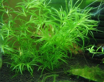 5 stems guppy grass najas live aqurium plants free s/h easy no co2 plant live aquatic plant