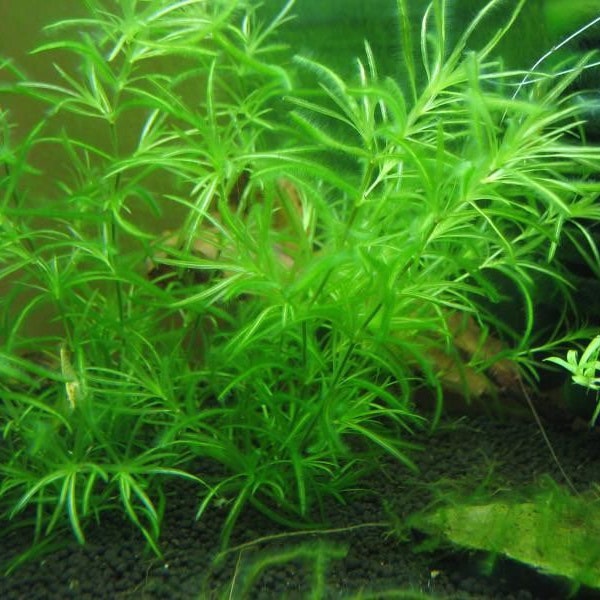 5 stems guppy grass najas live aqurium plants free s/h easy no co2 plant live aquatic plant