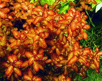 May include: A close-up of a vibrant red and orange plant with small, delicate leaves. The plant has a lush, full appearance and is a popular choice for aquariums and terrariums.