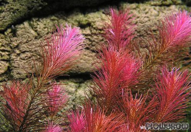 3 stems Rotala wallichii Live aquarium plants Free S/H Beautiful pink stem plant Live aquatic plants image 5