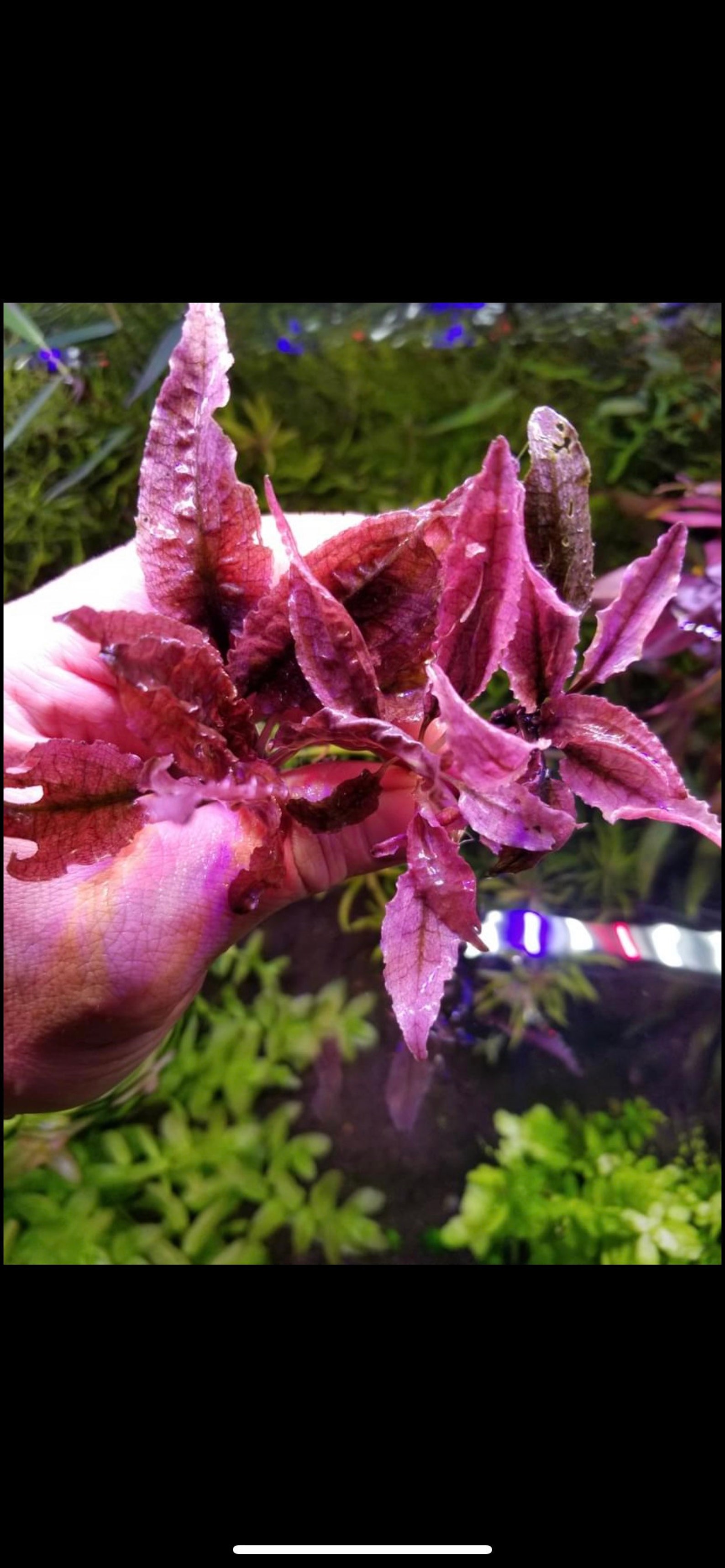 1 Pink Flamingo Crypt Plant Live Aquarium Plants Free S/h - Etsy