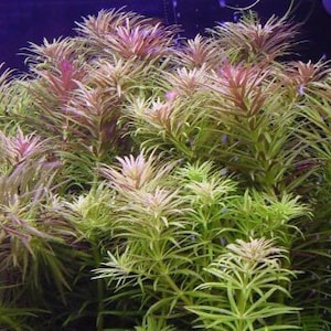 3 stems limnophila aromatica Live aquarium plants Free s/h Live aquatic plants image 2