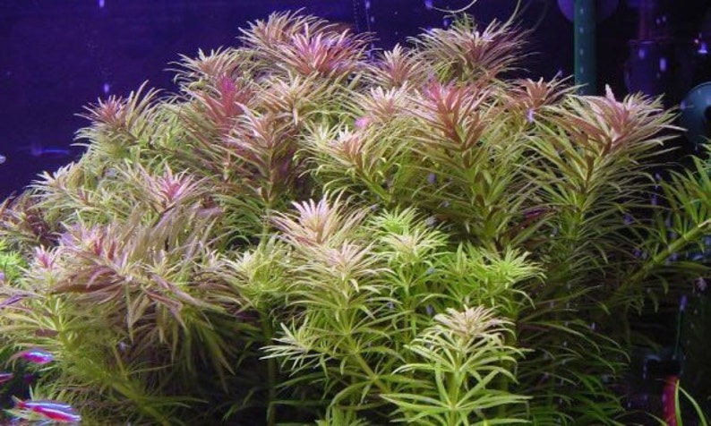 3 stems limnophila aromatica Live aquarium plants Free s/h Live aquatic plants image 2