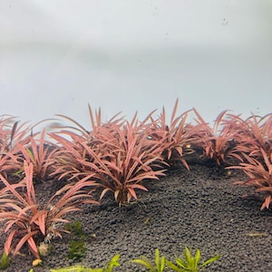 1 Tiger spirals crypt plant! Live aquarium plants! Free s/h live aquatic plants! Extremely rare! image 3