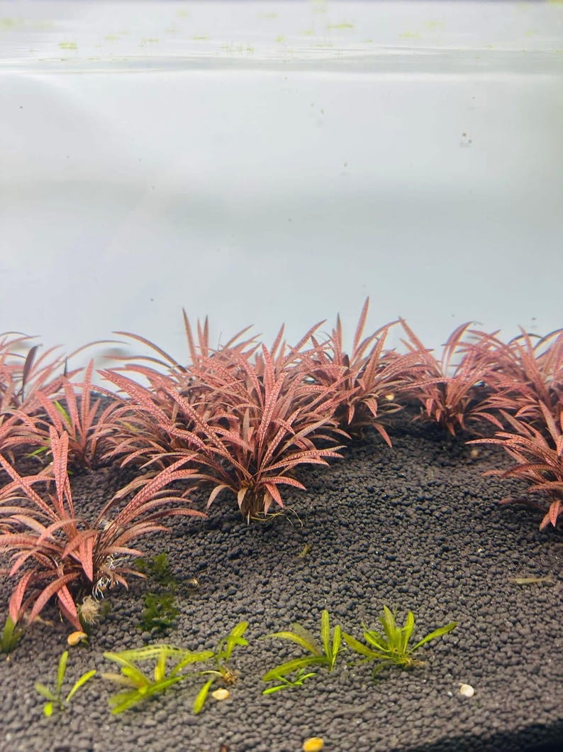1 Tiger spirals crypt plant! Live aquarium plants! Free s/h live aquatic plants! Extremely rare! image 3