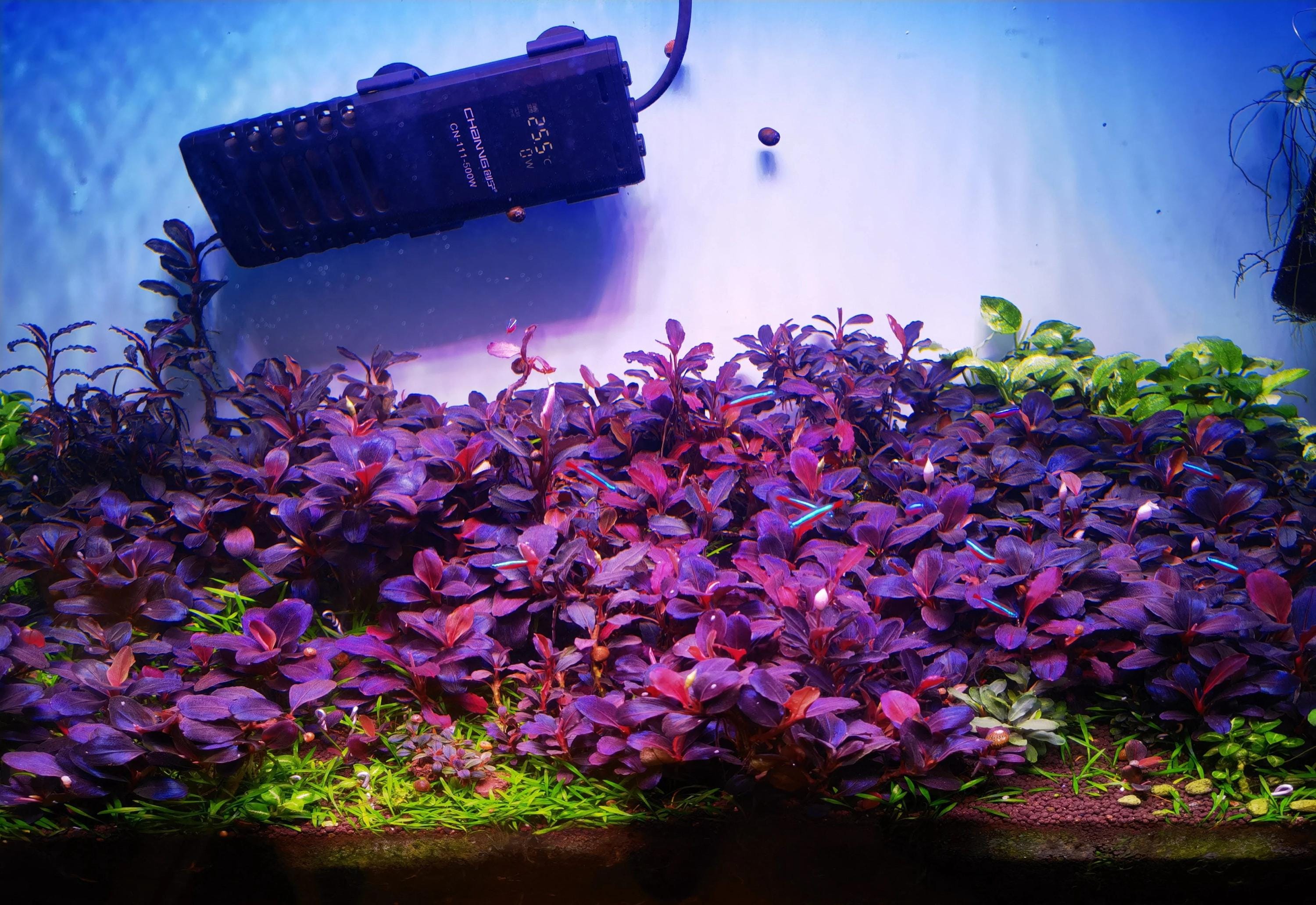 Bucephalandra - Etsy