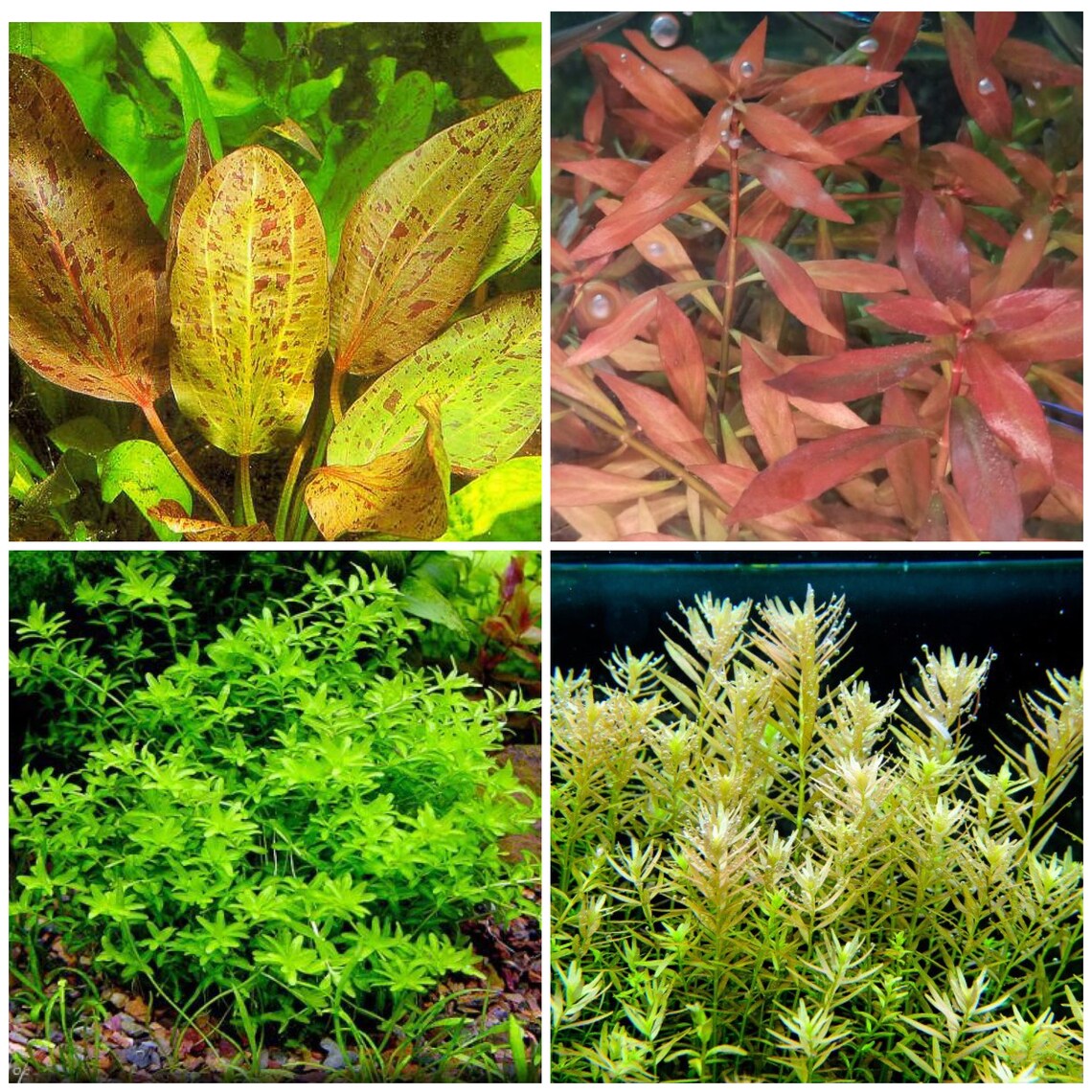 ASsorted Live Low Tech Aquarium Plants Package FRee S/H LIve Etsy