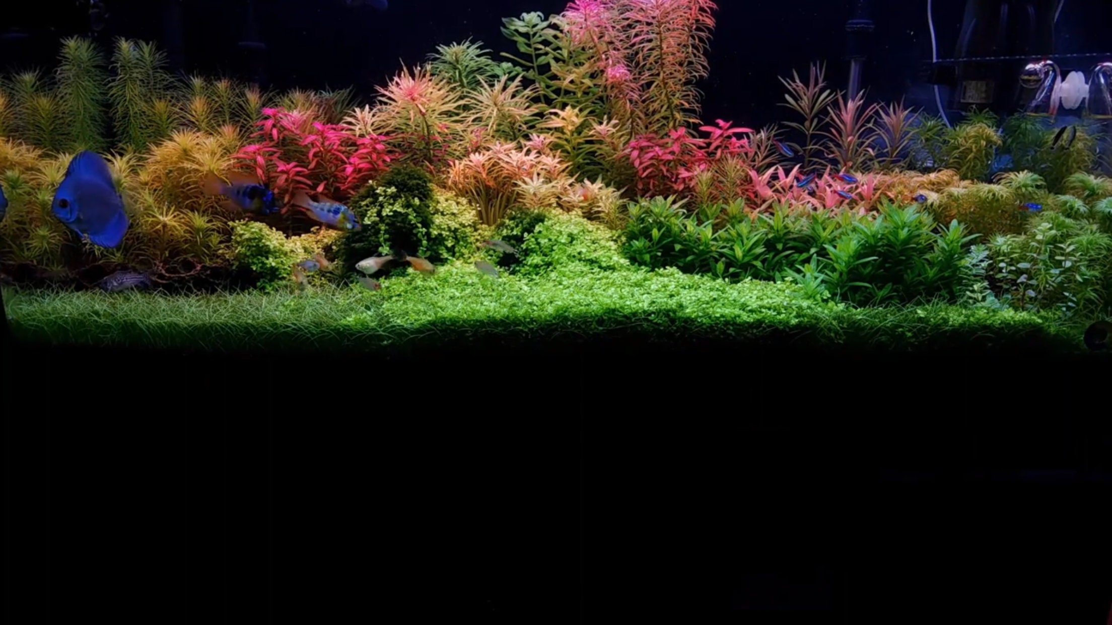 9 Species 50 Stems Live Aquarium Plants Great and Colorful Etsy Canada