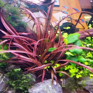 May include: A close-up of a red aquarium plant with long, thin leaves. The plant is growing in a tank with other plants and rocks.