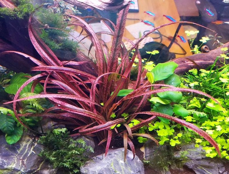 May include: A close-up of a red aquarium plant with long, thin leaves. The plant is growing in a tank with other plants and rocks.