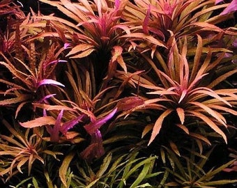 3 stems of pogoestemon Kimberly! Live aquarium plants!! Free s/h!! Live aquatic plants!! Rare!!