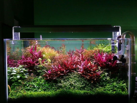 PROMO Lot de 50 plantes aquarium 8 varietes a racines et tiges +15  gratuites en+