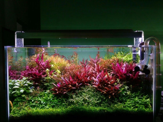 PROMO Lot de 50 plantes aquarium 8 varietes a racines et tiges +15  gratuites en+