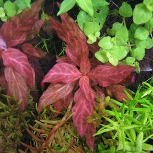 3 Alternanthera reineckii varigated Plants Rare Live Aquarium Plants Free S/H Live AqUatic Plants Rare image 6