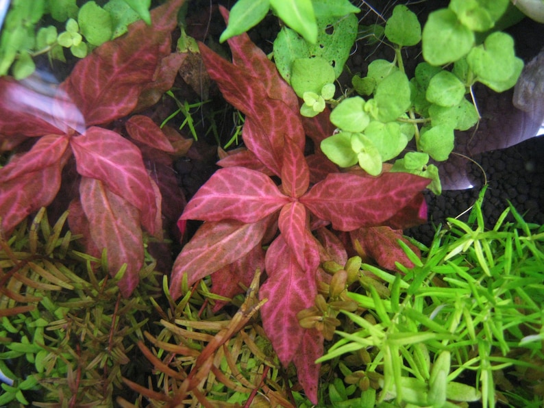 3 Alternanthera reineckii varigated Plants Rare Live Aquarium Plants Free S/H Live AqUatic Plants Rare image 6