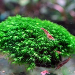 2x2 inch portion of fissiden fontanus aka Phoenix moss Live aquarium plants Free s/h live aquatic plants Rare image 6