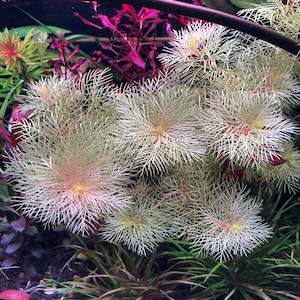 May include: A close-up of a cluster of white and pink aquatic plants with feathery leaves. The plants are growing in a tank with a dark background.