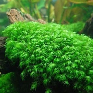 1X1 INCH Portion of Fissidens fontanus Moss Live Aquarium Plants free S/H LIve AQuatic PLants RAre Phoenix moss image 7