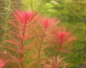 3 stems red myrio live aquarium plants free s/h live aquatic plants