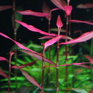 May include: Close-up of a vibrant red aquatic plant with long, thin leaves. The plant is growing in a dark background, highlighting the bright red color of the leaves.