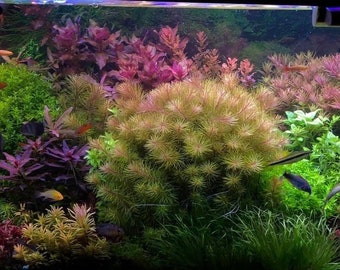 12 species 24 stems live aquarium plants package! Free s/h live aquatic plants! Colorful!!