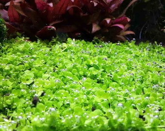 1x1 portion of Monte Carlo! Live aquarium plants! Free s/h!!! Live aquatic plants!