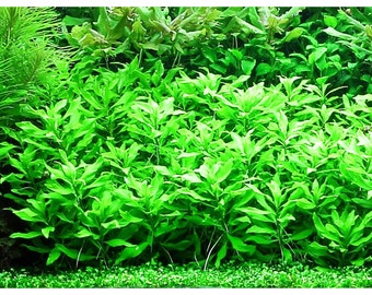 3 stems Penthorum sedoides! Live aquarium plants! Free s/h!!! Live aquatic plants!