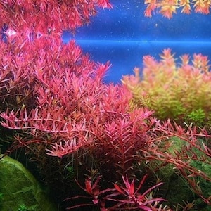 6 species rotala mix 50 stems live aquarium plants free s/h live aquatic plants COLORFUL image 5