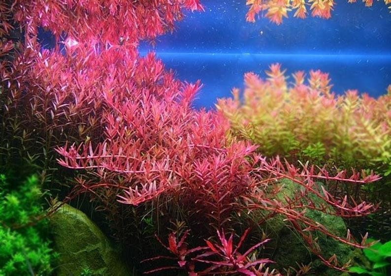 6 species rotala mix 50 stems live aquarium plants free s/h live aquatic plants COLORFUL image 5